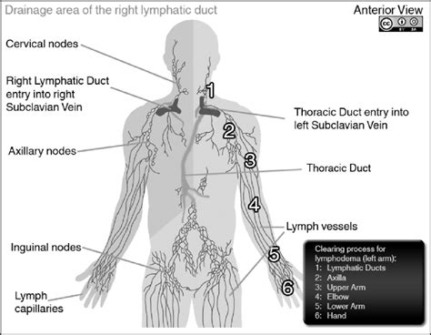 diagram  lymphatic system showing lymph capillaries lymph vessels