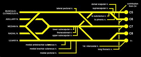 brachial plexus psychology wiki fandom powered by wikia