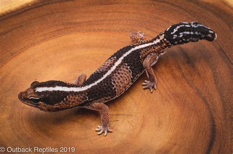 african fat tail gecko  outback reptiles