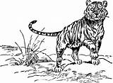 Tiger Line Coloring Clipartbest Colouring Svg Book Clipart sketch template