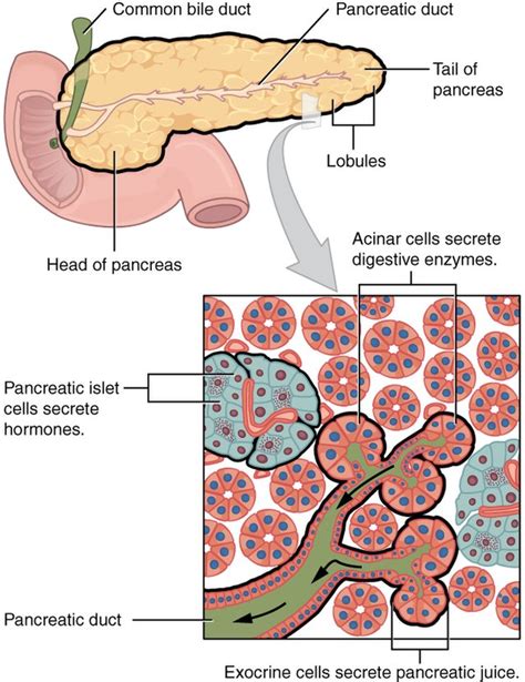 pancreas   making clinical correlations