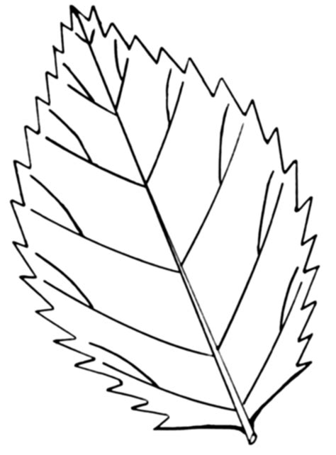 leaf coloring pages coloring ville leaf coloring page pattern coloring