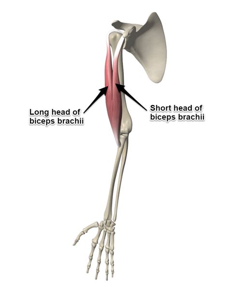 biceps brachii muscle  attachments  actions yoganatomy