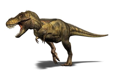 tyrannosaurus rex  rex extinct animals