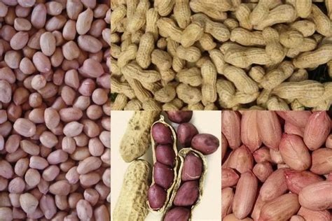 ground nuts seeds   price  surat  limbashiya exim id