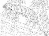 Leopard Amur Drawing Getdrawings sketch template