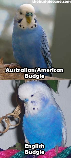 English Budgies Learn More About English Budgies