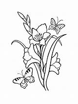 Gladiolus Coloring sketch template