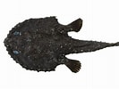 Afbeeldingsresultaten voor Dibranchus atlanticus Geslacht. Grootte: 133 x 100. Bron: fishesofaustralia.net.au