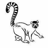 Lemur Coloring Tailed Designlooter Blak Attractive sketch template