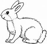 Coloring Rabbit Realistic Pages Popular sketch template