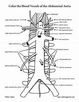 Coloring Aorta Abdominal Branches Off Anatomy Pdf Sponsors Wonderful Support Please sketch template