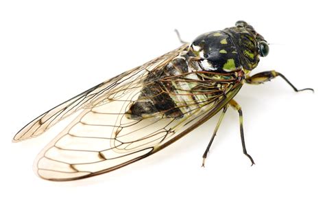 cicada control  treatments   home yard  garden