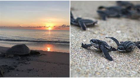 sea turtle nesting season in florida doubled numbers may see impacts