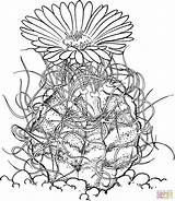 Cactus Coloring Astrophytum Pages Capricorne Horn Drawing Printable Drawings Color Goat Barrel Online Sheets Desert Plants Realistic Book Botanical Crafts sketch template