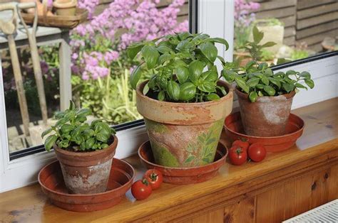 learn  tips    grow beautiful basil  pots indoor herb