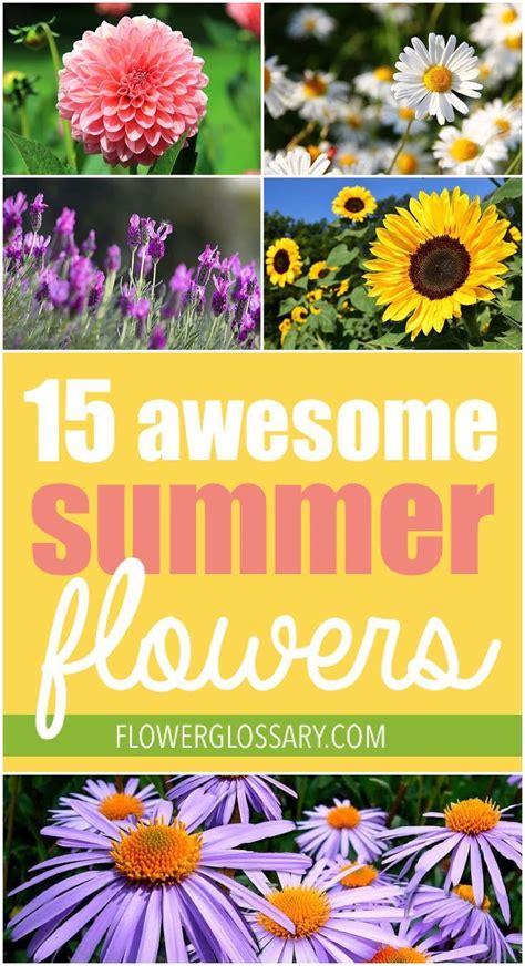 awesome summer flowers summer flowers easy  grow flowers