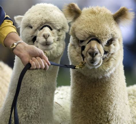 alpaca jubilee  farm show complex  feature hundreds  animals pennlivecom