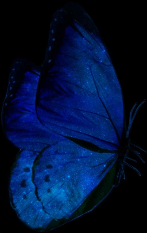 blue butterfly  black spots   wings  flying   dark
