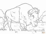 Bison Bisonte Grazing Pastando Grasses Animal Ausdrucken sketch template