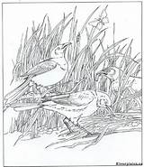 Kleurplaat Vogels Natuur Kleurplaten Natur Ums Rund Rondom Kleuren Malvorlage sketch template