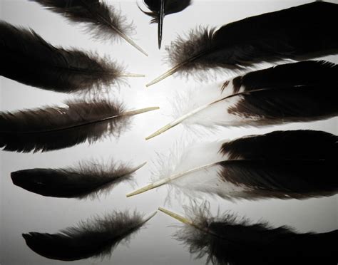 black feathers real bird feathers black wing feathers craft etsy