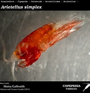 Image result for "arietellus Minor". Size: 179 x 185. Source: www.st.nmfs.noaa.gov