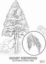 Pine Florida Redwood Supercoloring Getdrawings sketch template