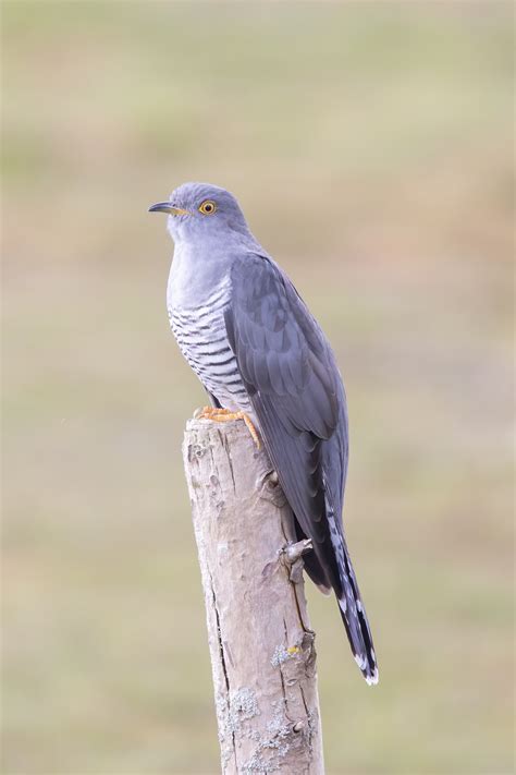 cuckoo birdforum