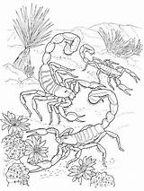 Deserto Scorpion sketch template