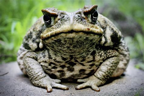 refrain  licking dmt toads national park service pleads   public ibtimes