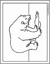 Polar Bear Coloring Pages Printable Cute sketch template