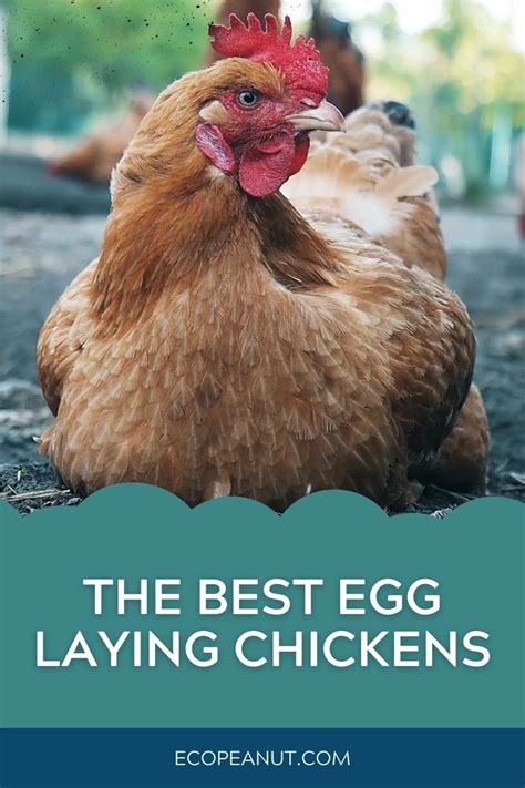 The Ten Best Egg Laying Chicken Breeds [video] [video] In 2021 Best