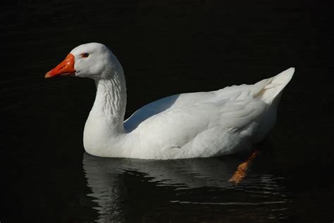 filewhite swan goosejpg