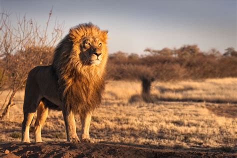 leone quanto pesa cosa mangia dove vive  tante altre curiosita