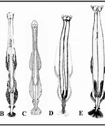 Afbeeldingsresultaten voor Aidanosagitta Delicata Ordre. Grootte: 154 x 185. Bron: www.researchgate.net