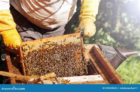 The Beekeeper Removes The Honeycomb From The Hive Farmer In Bee