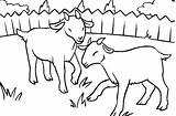 Goats Billy Three Gruff Coloring Pages Getcolorings Gr sketch template