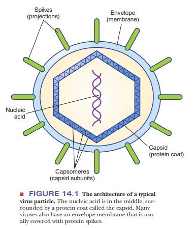 structure   virus