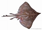 Afbeeldingsresultaten voor Dipturus nidarosiensis Anatomie. Grootte: 147 x 106. Bron: shark-references.com