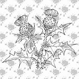 Thistle Line Drawing Scottish Paintingvalley sketch template