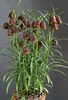 Afbeeldingsresultaten voor "fritillaria Messanensis". Grootte: 68 x 100. Bron: encyclopaedia.alpinegardensociety.net
