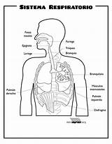 Respiratorio Sistema Aparato Partes Niños Paraimprimir Lámina Ninos Education órganos sketch template