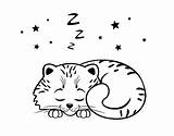 Sleeping Coloring Kitten Coloringcrew sketch template