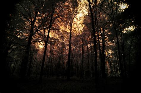 dark forest  pohlmannmark  deviantart