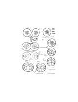 Mitosis Cell Coloring sketch template