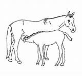 Coloring Horses Coloringcrew Pages Print sketch template