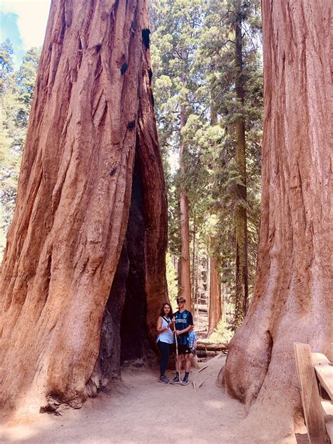 reasons  visit sequoia national park  travelling circus