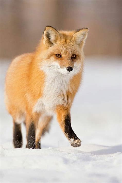 Gorgeous Red Fox Stepping Out In The White Snow On His
