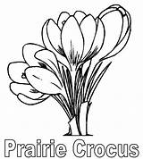 Crocus Prairie Designlooter sketch template